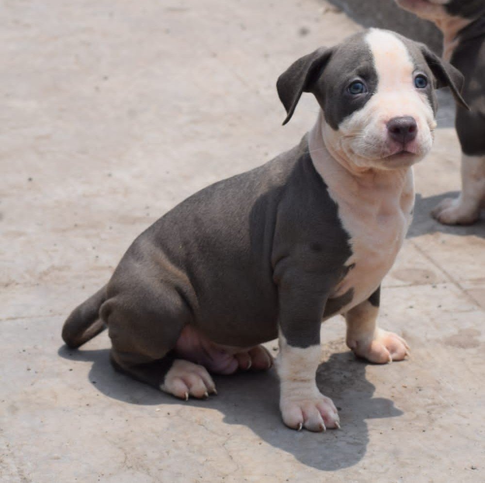 Buy lovable Pitbull Puppy from Mumbai